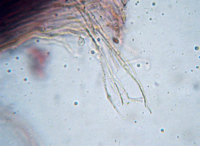 Mycena dal lungo gambo con micro delle spore